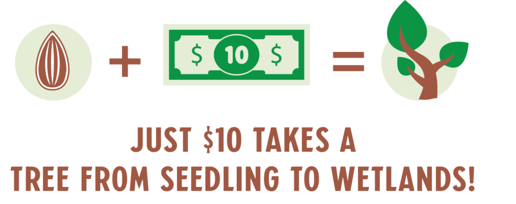 Just $10 takes a tree from seedling to wetlands